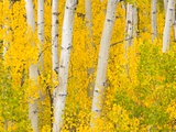 Trees and Autumn Foliage