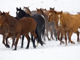 Herd of American Quarter Horses in Winter