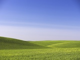 Landscape of Wheat Fields