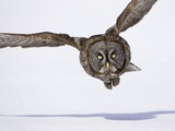 Great Gray Owl Hunting Over Snow