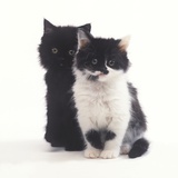 Black and White Kittens