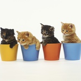 Four Kittens in Plastic Cups
