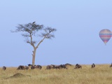 Ballooning Over Wildebeests