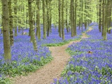 Path Winding Through Beech Forest and Bluebells