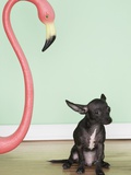 Chihuahua next to a pink flamingo