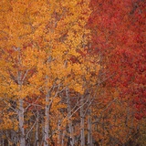 Deciduous Trees in Autumn
