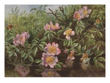 Postcard with Flowers Reflected in Water
