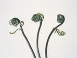 Three Fern Stems