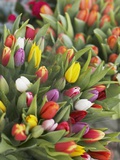 Bunches of colorful tulips