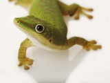 Day Gecko