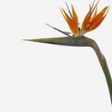 Bird of Paradise Flower