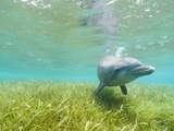 Bottlenose Dolphin