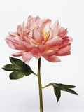 Peony