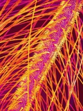 Antenna of a Midge Fly