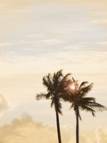 Sunlit Palm Trees