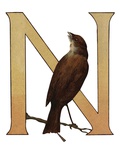 N Is For Nuthatch