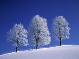 Hoar Frost on Trees