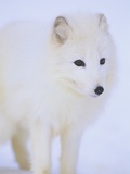 Arctic Fox