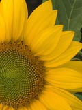 Close-up of Sunflower