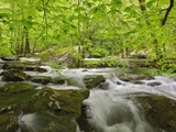 Middle Prong of the Little River