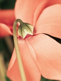 Cyclamen