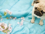 Pug on a Turquoise Blanket