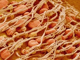 Cilia of the Inner Ear of a Rabbit