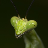 Praying Mantis Face