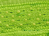Stomata on Rice Plant Leaf