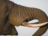 Head and Tusks of Elephant