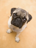 Pug Looking Up