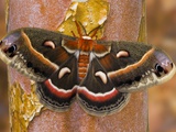 Cecropia Moth on Tree Trunk