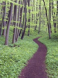 Trail Through Trees in Forest