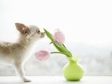 Chihuahua Smelling Flowers in Vase