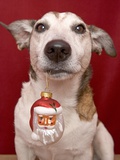 Jack Russell Terrier Holding Christmas Ornament