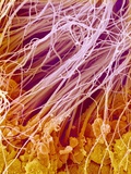 Sperm in Testis of a Rat