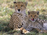 Cheetah Mother and Cub Resting in Shade Together