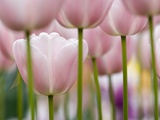 Pink Tulips