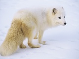 Arctic Fox