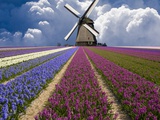 Windmill and Flower Field in Holland
