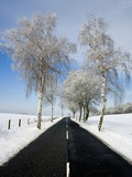 Birch Trees on Side of Road in Winter
