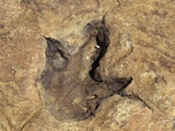 Dinosaur Footprint in Rock