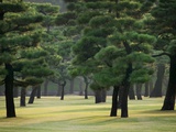 Pine Trees in Garden