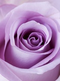 Light Purple Rose