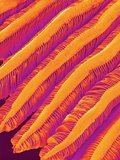 Blood Vessel Cast of Freshwater Snail