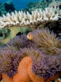 Pink Anemeonefish Peering from Tenticles of Magnificent Sea Anemone