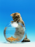 Cat watching a goldfish