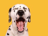 Dalmatian