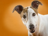 Jack Russell Terrier