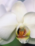 Phalaenopsis Hybrid White Orchid
